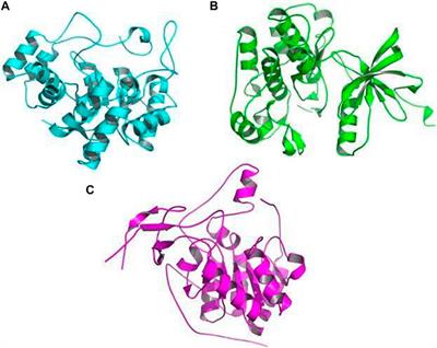 Assessment of the dual role of Lyonia ovalifolia (Wall.) Drude in inhibiting AGEs and enhancing GLUT4 translocation through LC-ESI-QTOF-MS/MS determination and in silico studies